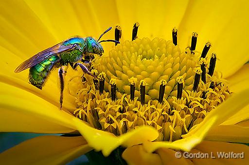 Green Bee On A Yellow Flower_DSCF05567.jpg - Photographed at Smiths Falls, Ontario, Canada.